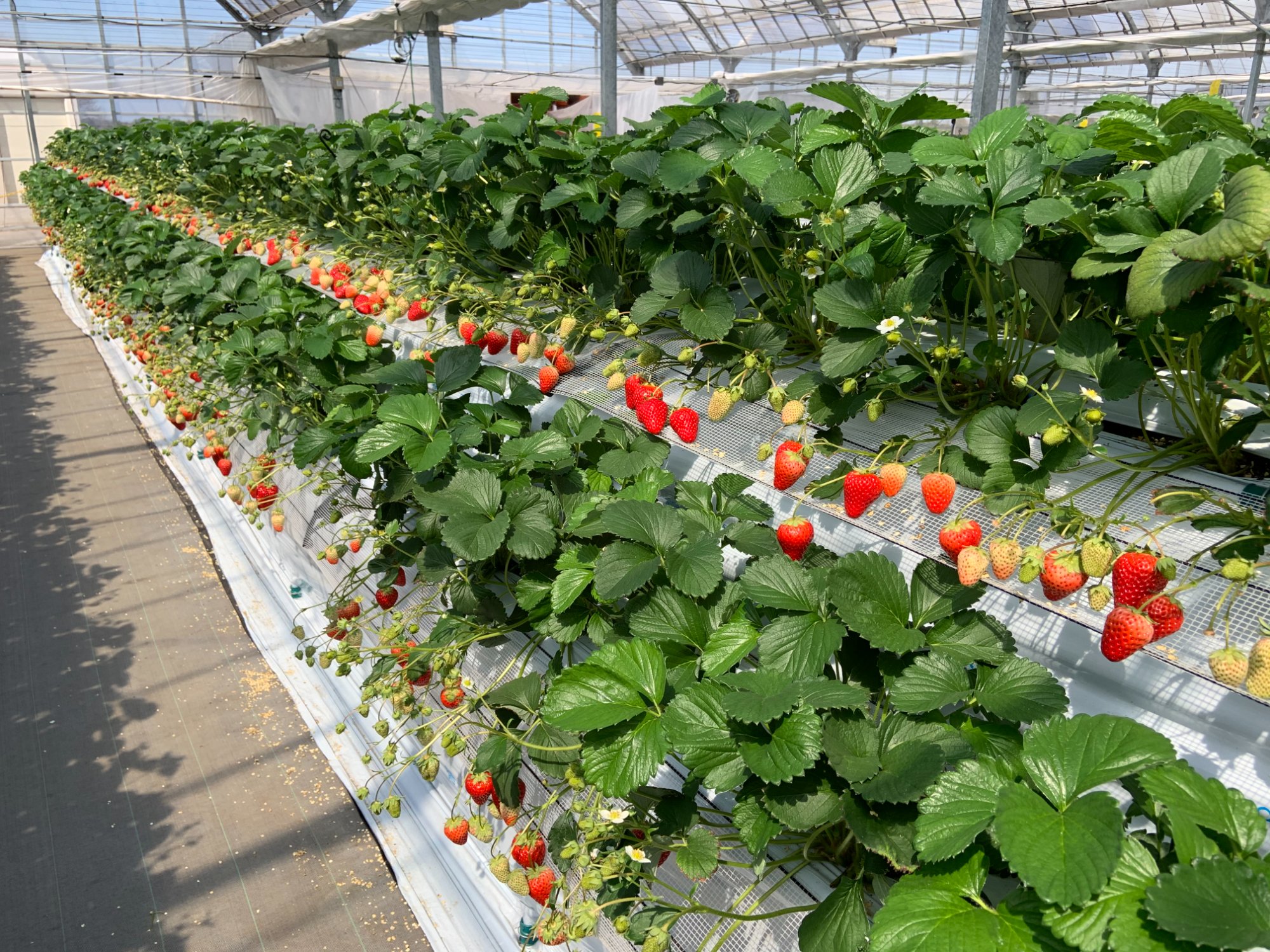 いちごの森ぶんぶん